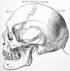 Endonasal Cranial Ajusting with Dr Adam Fields