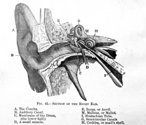 Hearing Loss and Ear Infections helped with Endonasal Cranial Adjusting by Dr Adam Fields, Chiropractor San Jose