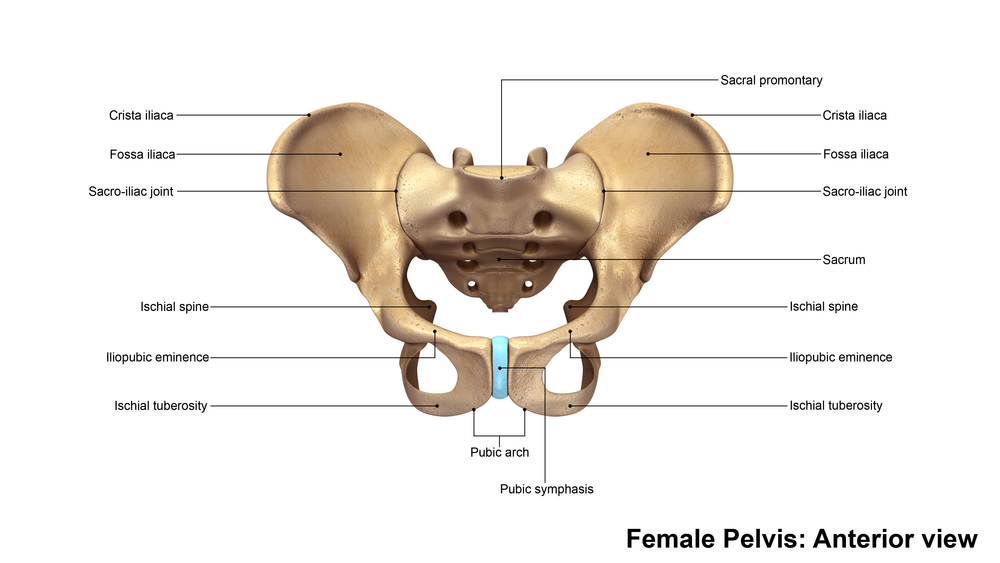 Pelvis showing SI Joint that can be helped with ESWT